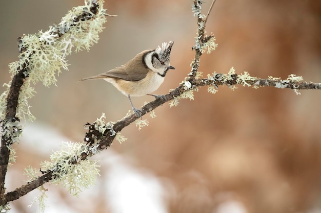 Mésange huppée par une journée très froide de janvier neigeant avec la dernière lumière de l'après-midi