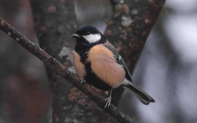 la mésange jaune est assise sur une branche d'arbre