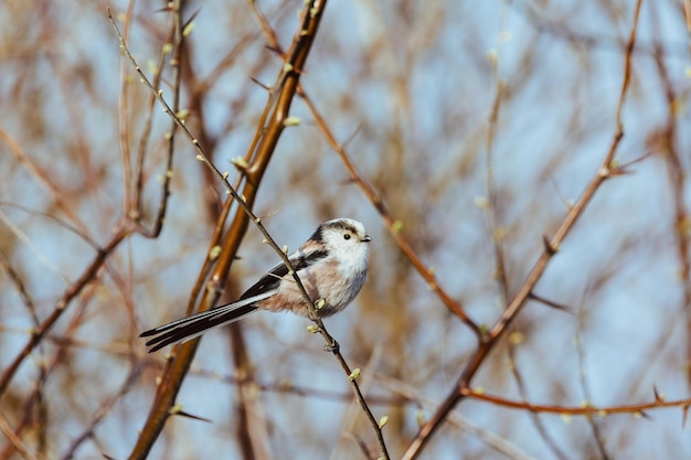 Mésange à longue queue Aegithalos sur une branche