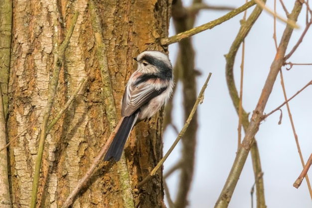 Mésange à longue queue sur branche (Aegithalos caudatus) Mignon petit oiseau