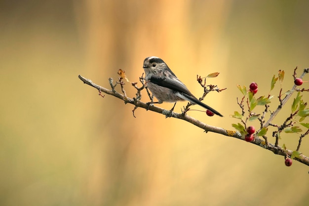 Mésange à longue queue dans une forêt méditerranéenne aux premières lueurs du jour