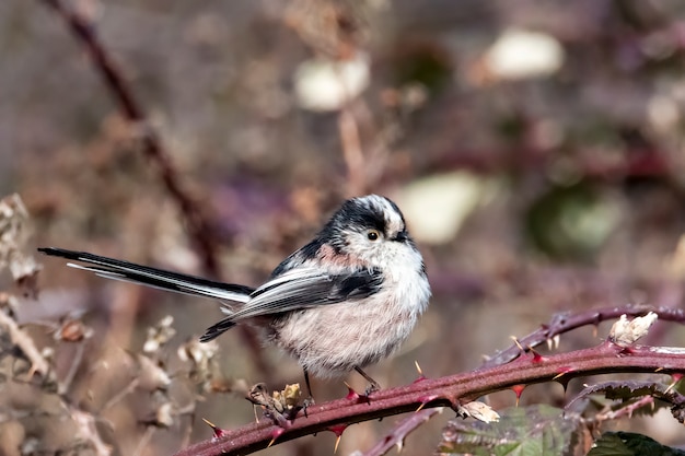 Photo mésange à longue queue perchée sur une branche de ronce