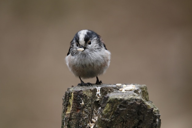 Mésange à longue queue à la recherche de nourriture dans les bois