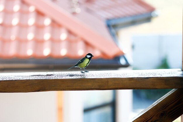 Mésange sur la mangeoire