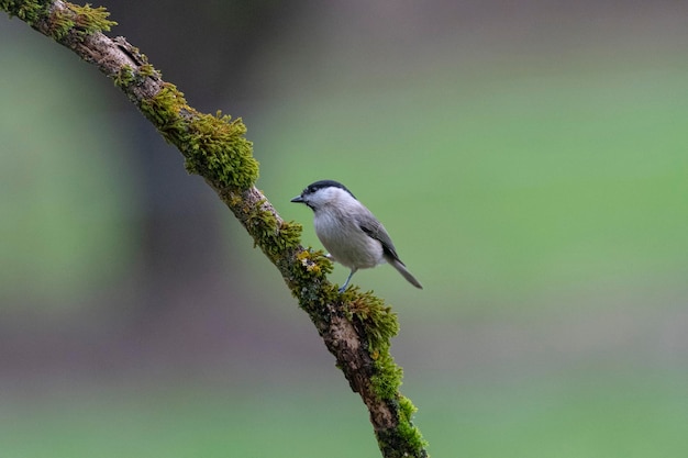 Mésange des marais (Poecile palustris) Leon, Espagne