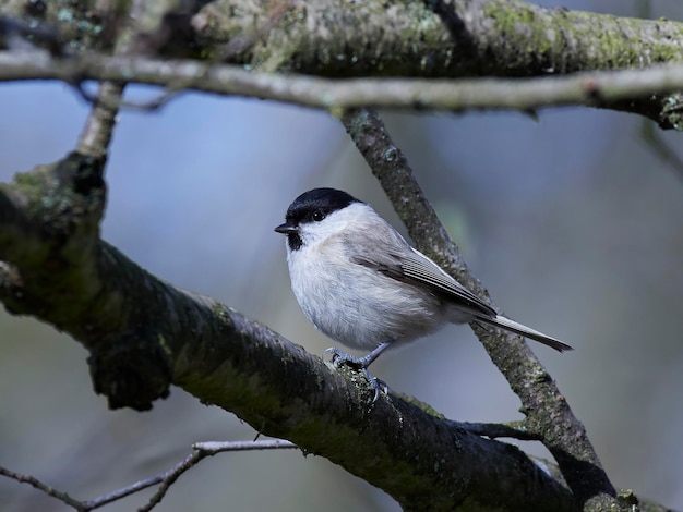 Mésange des marais Poecile palustris