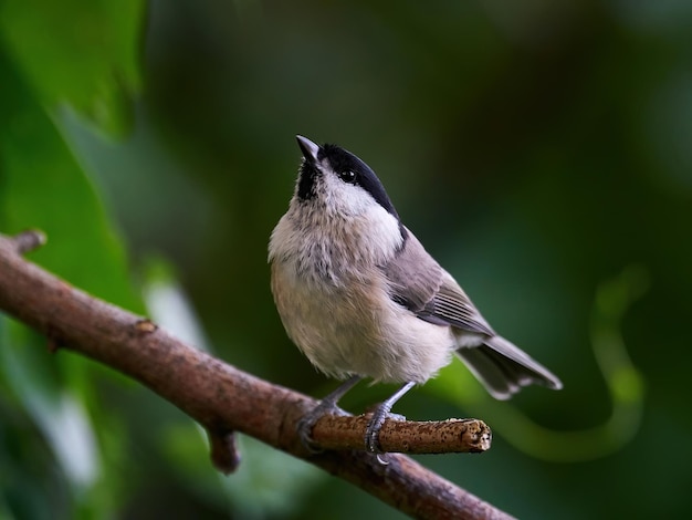 Mésange des marais Poecile palustris