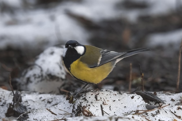 mésange mignonne dans son habitat naturel, gros plan, mésange dans la neige