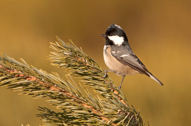 Mésange noire sur une branche avec les dernières lumières de l'après-midi, oiseaux, passereaux, Periparus ater