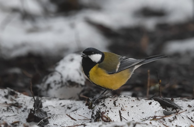 mésange noire et jaune avec de la nourriture dans son bec se dresse dans la neige