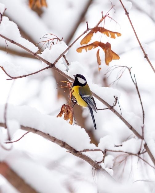 Une mésange d'oiseau est assise sur une branche d'érable enneigée en hiver