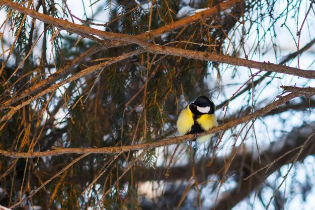 Mésange parmi les branches épineuses