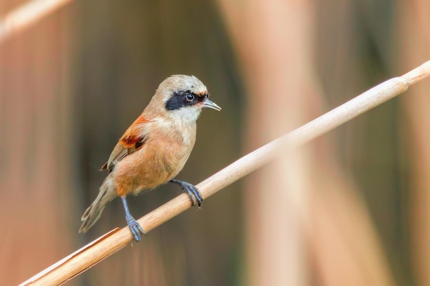 Mésange penduline eurasienne assise sur le roseau (Remiz pendulinus)