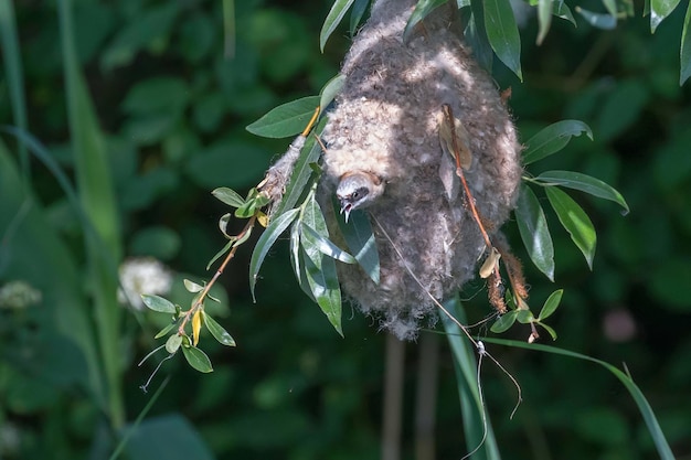 Mésange penduline eurasienne au nid (Remiz pendulinus)