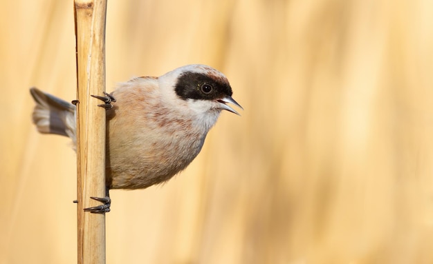 Mésange penduline eurasienne Remiz pendulinus Un oiseau chante en appelant