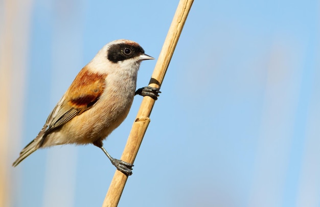 Mésange penduline eurasienne Remiz pendulinus L'oiseau est tourné en gros plan Le mâle est assis sur une tige de roseau contre un ciel bleu