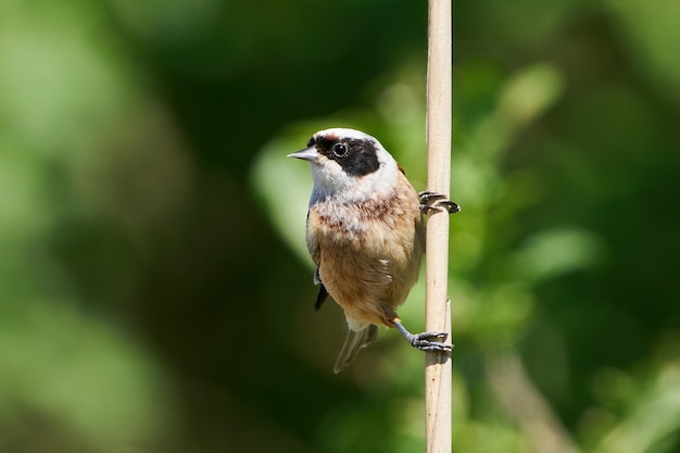 Mésange penduline eurasienne Remiz pendulinus