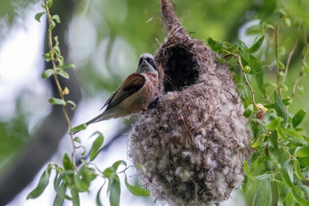 Photo mésange penduline eurasienne sur son nid remiz pendulinus