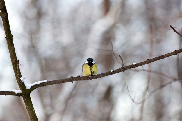 Mésange sauvage en hiver