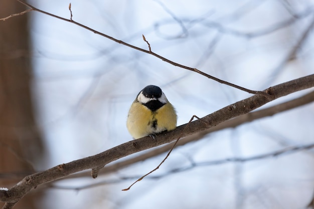 mésange sauvage en hiver