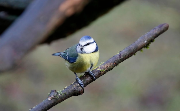 Mésanges bleues perchées dans un arbre