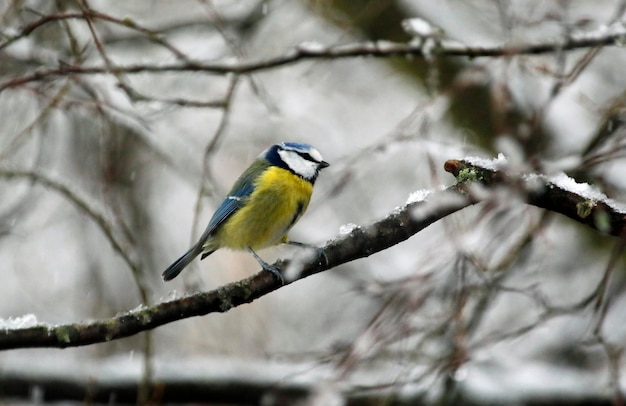 Mésanges bleues ramassant les matériaux du nid