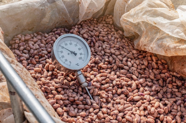 Mesure de la température des fèves de cacao fermentées dans des fûts en bois, pour maintenir la qualité de la saveur du cacao