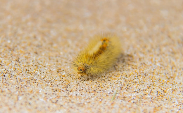 Photo la métamorphose dévoile une chenille captivante en macro