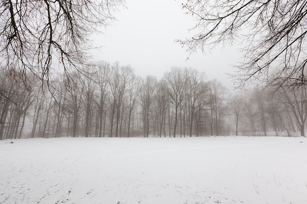 Météo hivernale dans le parc ou la forêt et arbres à feuilles caduques, hiver glacial après les chutes de neige avec arbres à feuilles caduques nus, arbres à feuilles caduques en hiver