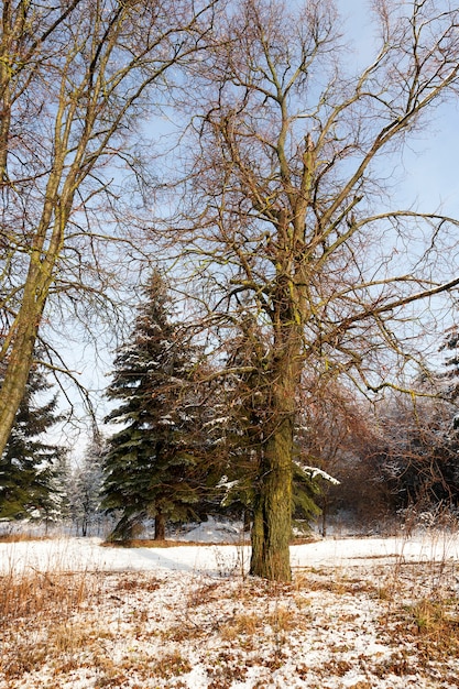 Météo hivernale dans le parc ou la forêt et les arbres à feuilles caduques