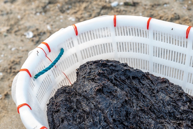 Mettez la cuve récoltée dans un récipient