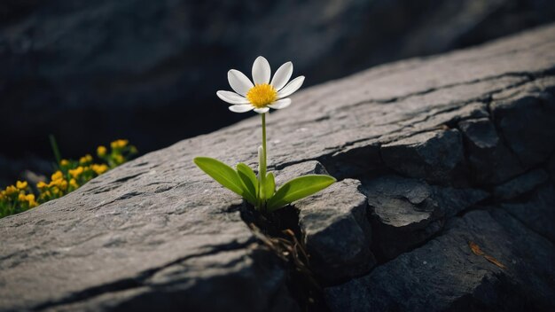 Mettez en évidence la beauté d'une fleur solitaire qui fleurit de façon défiante dans une fissure de roche