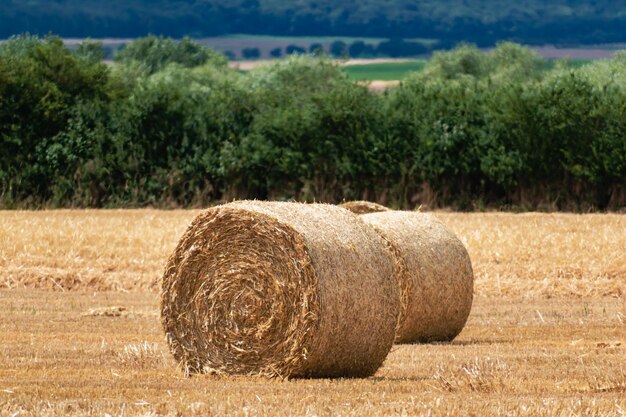 Meules de foin sur un champ de blé à la scène rurale d'été