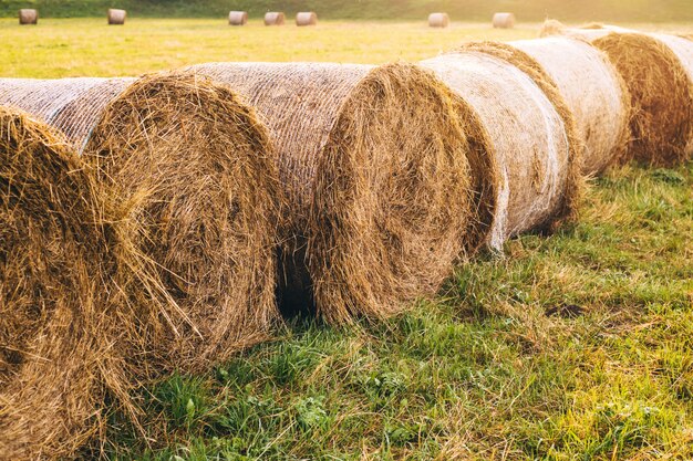 Meules de foin sur un champ dans une ferme