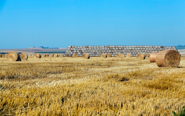 Meules de foin dans un champ de paille