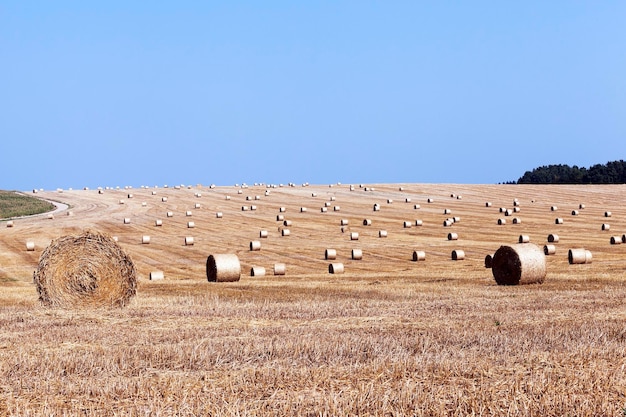 Meules de foin dans un champ de paille