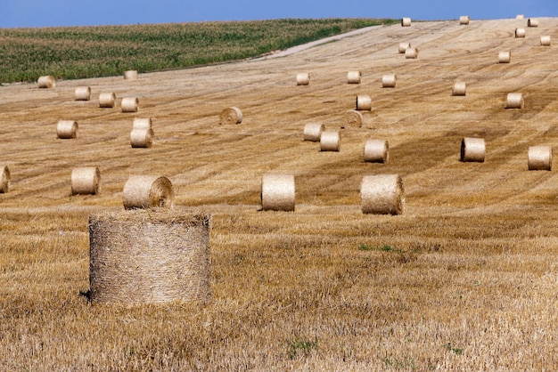 Meules de foin dans un champ de paille