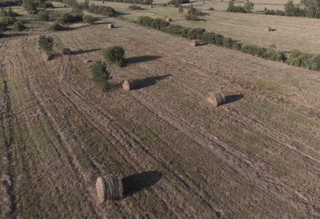 Meules de foin roulées sur le terrain