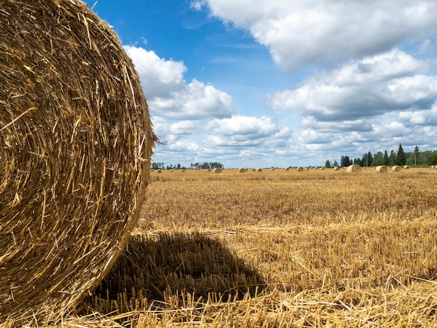 Meules de foin sur le terrain, vue rapprochée. Meules de foin jaune vif et dorées sur le terrain agricole en journée d'été ensoleillée.