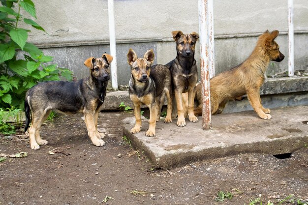 Meute de chiens errants dans les rues Problème social