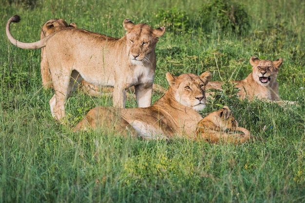 Photo une meute de lions se détend sur l'herbe.