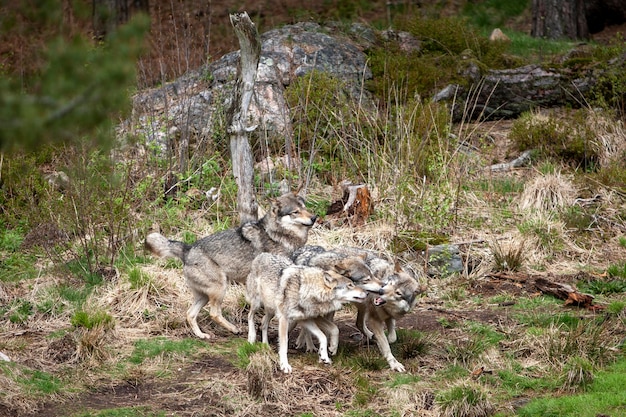 Meute de loups sauvages ou gris Canis lupus dans la forêt