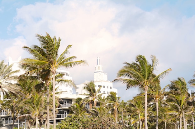 Miami Beach avec des palmiers.