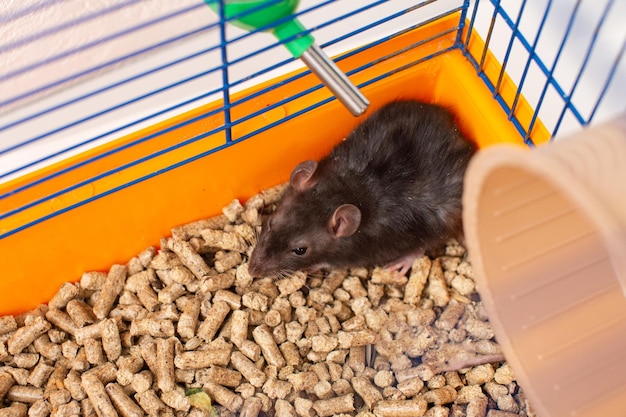 Une mice grise mignonne est assise dans une cage avec de la sciure.