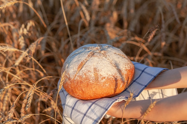 Une miche de pain fraîchement cuite dans un champ de blé ou de seigle. Une femme tient une miche de seigle, du pain frais sur fond d'épis de blé. Pain de seigle entier sur une serviette à carreaux