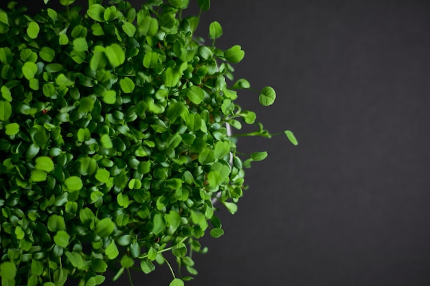 La micro lutéine de plantes vertes fraîches pousse sur un fond noir Espace pour le texte Vue horizontale Espace de copie