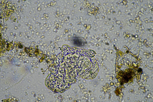 micro-organismes et un tardigrade dans un échantillon de sol dans une ferme