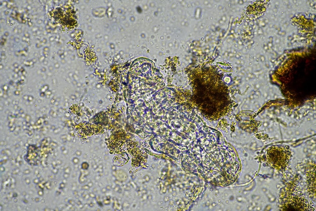 Photo micro-organismes et un tardigrade dans un échantillon de sol dans une ferme