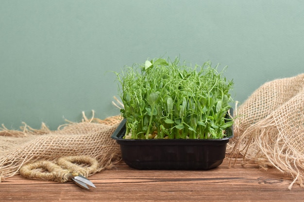 Micro pois verts dans un plateau en plastique noir sur une table en bois avec des ciseaux