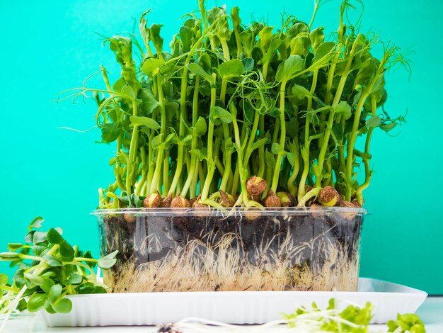 Micro pousses de pois bio poussant dans une boîte en plastique